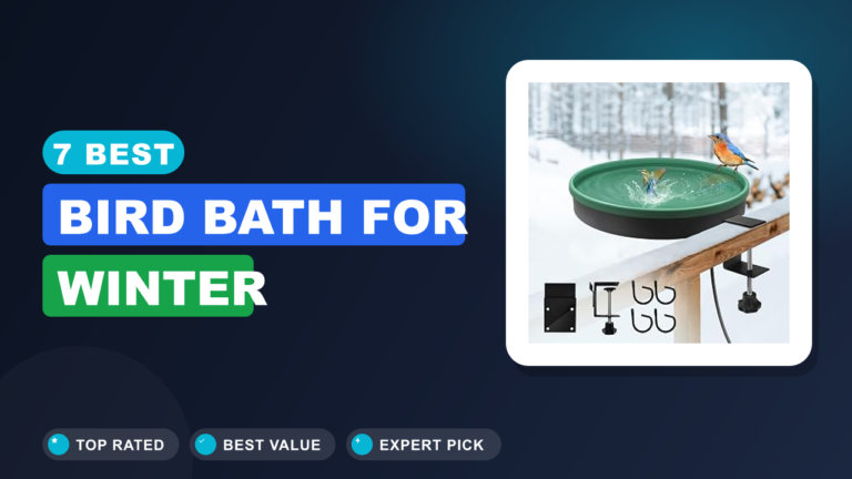 7 Best Bird Bath for Winter