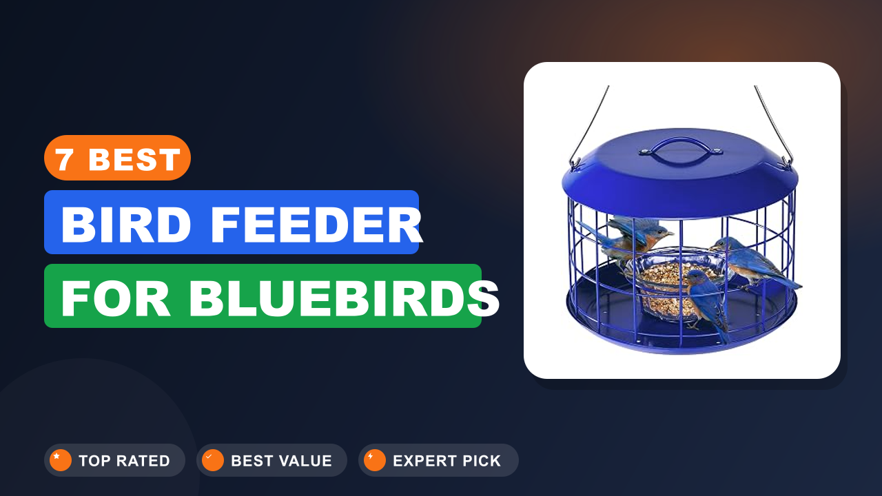 7 Best Bird Feeder for Bluebirds