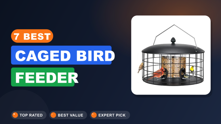 7 Best Caged Bird Feeder