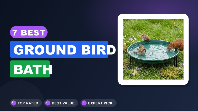 7 Best Ground Bird Bath