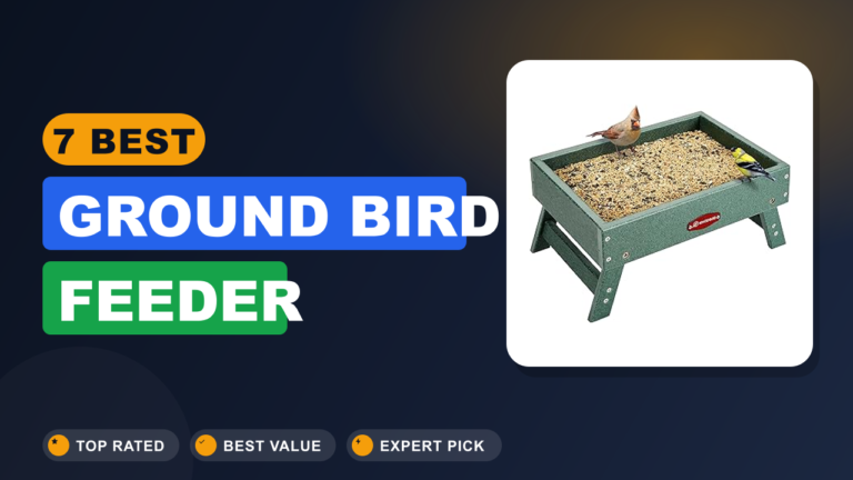 7 Best Ground Bird Feeder