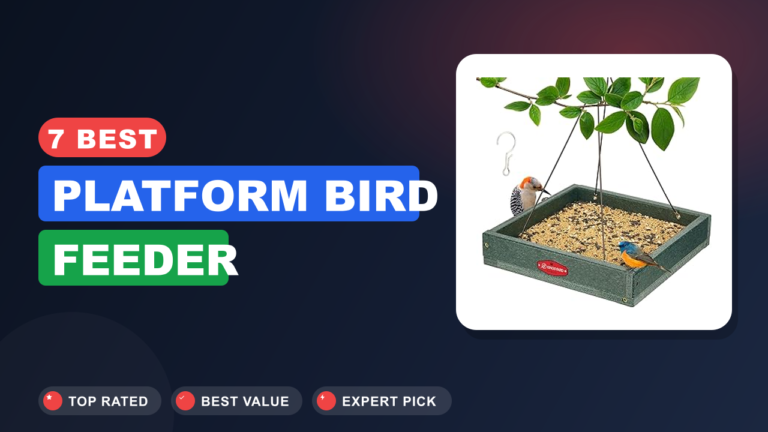 7 Best Platform Bird Feeder