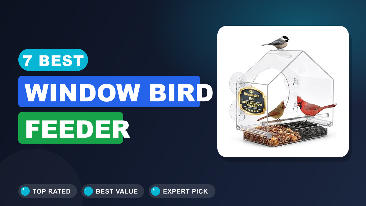 7 Best Window Bird Feeder