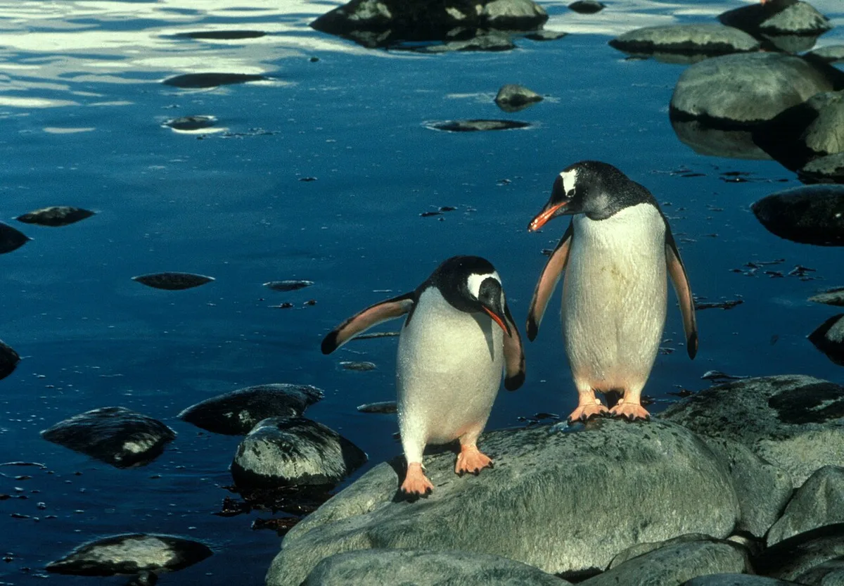 Adélie and Gentoo Penguins: More Flexible Pair Bonds
