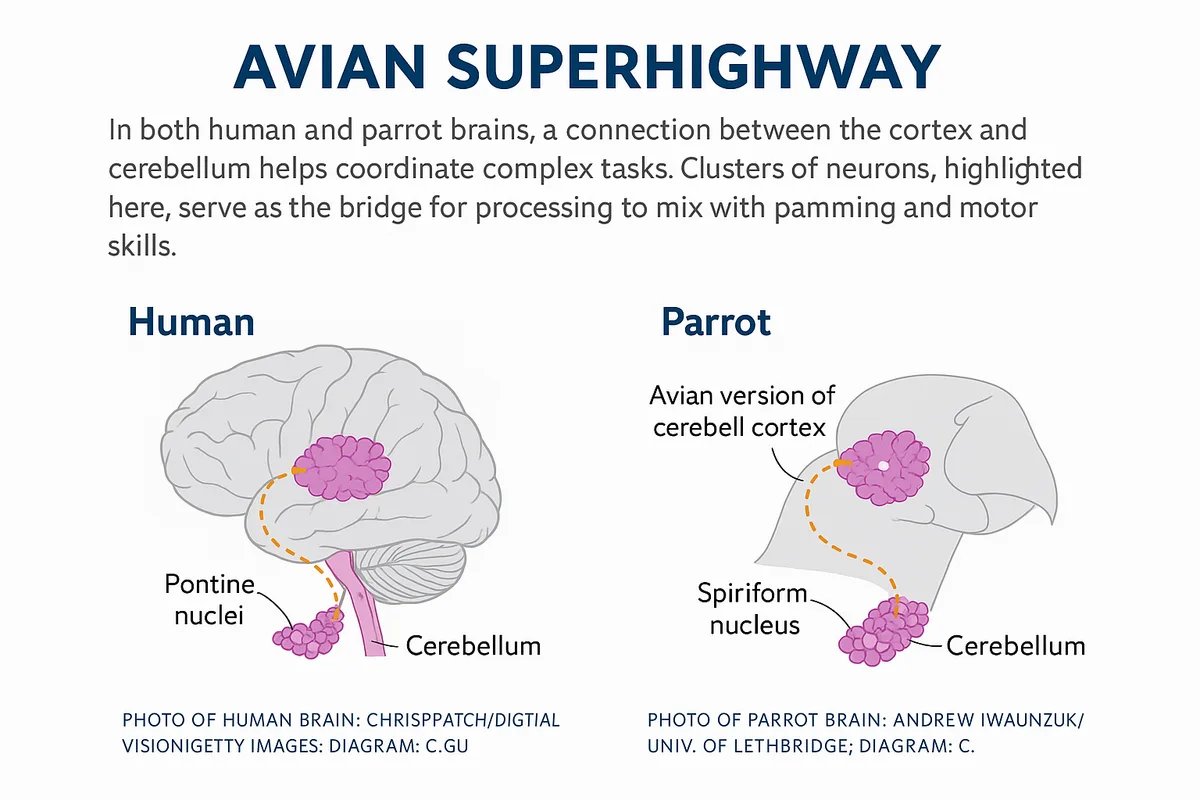 African Grey parrot brain