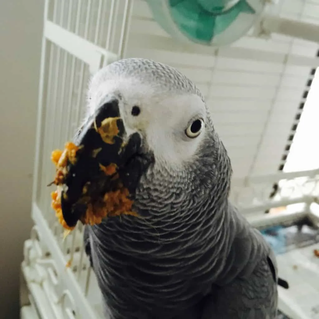 African Grey Parrot Diet