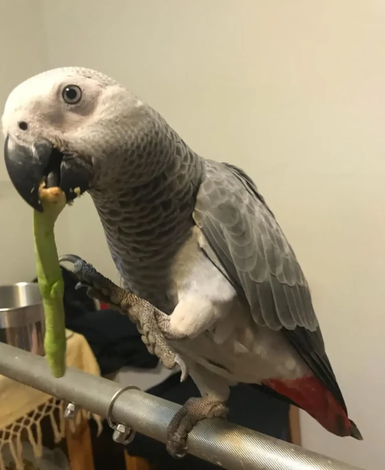 African grey parrot facts