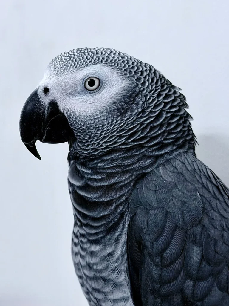 African Grey Parrots