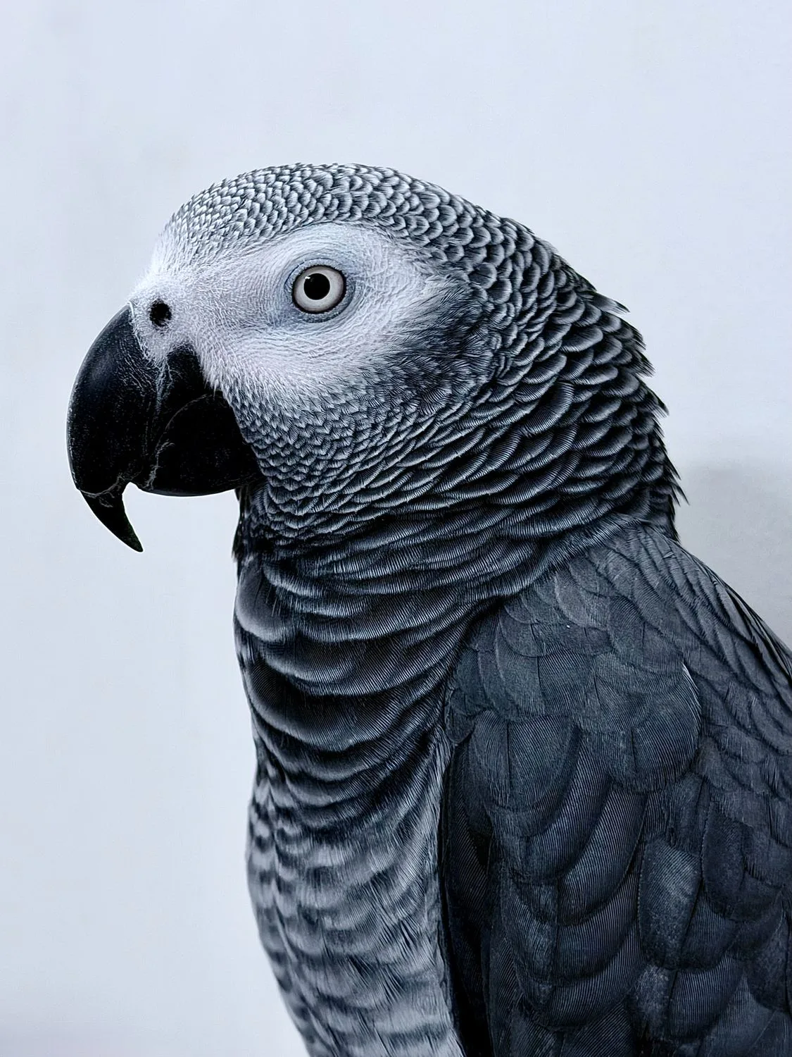 African Grey Parrots