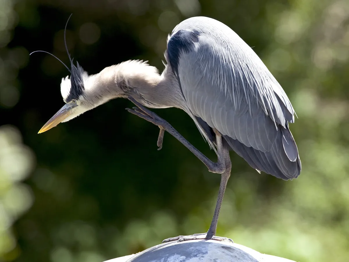 aggressive bird display posture