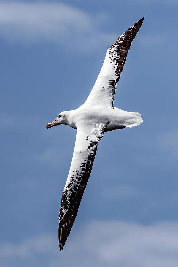 albatross