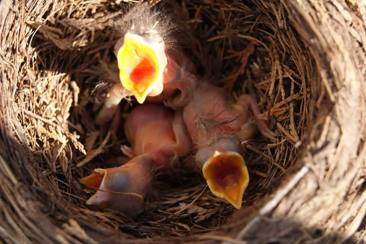 altricial birds
