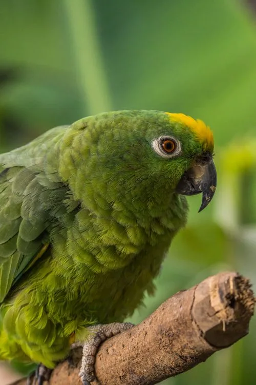 Amazon parrot facts