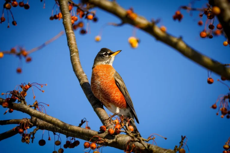 American robin facts