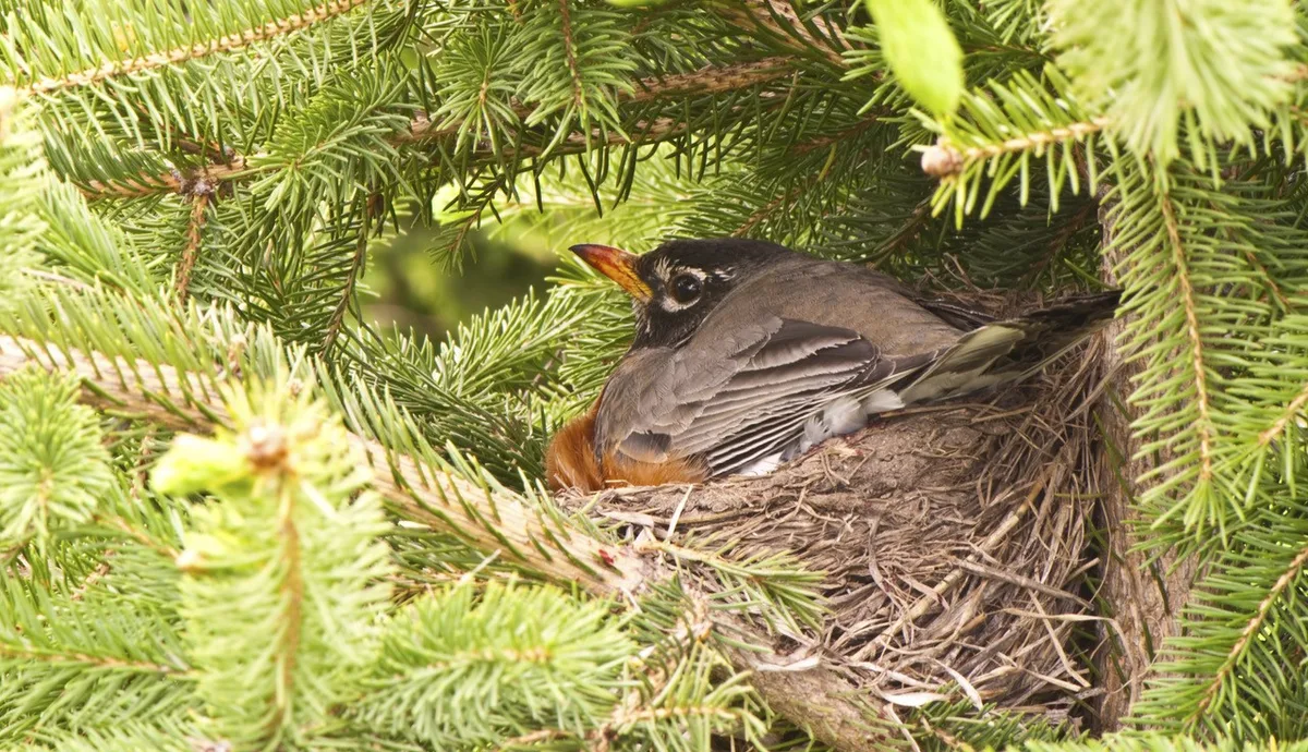American Robin Nesting Locations