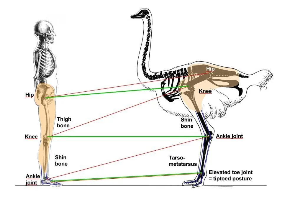 Anatomy