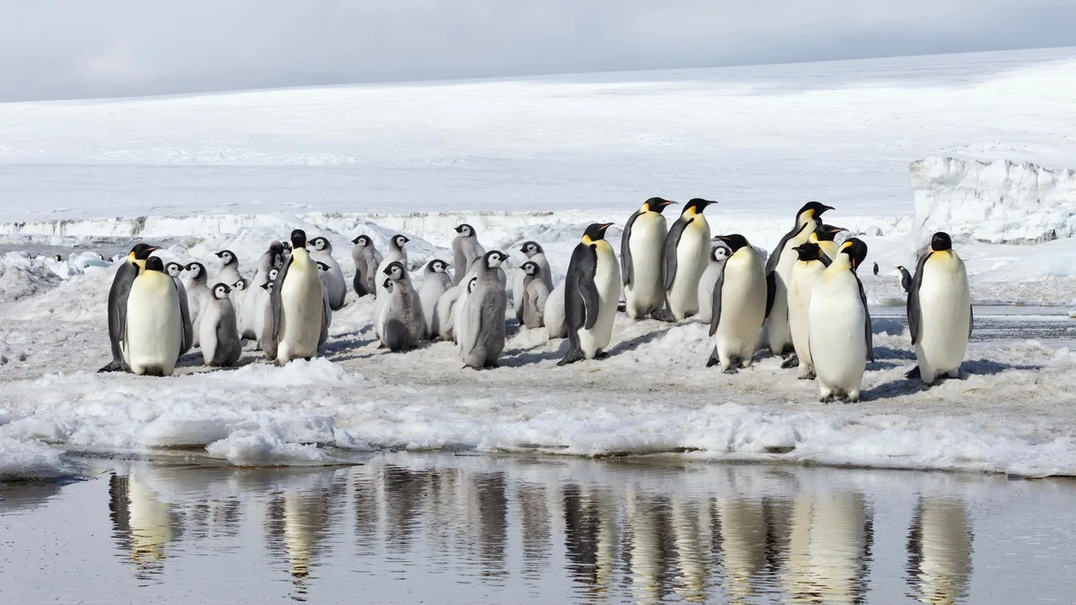 Antarctic Experts: Emperor & Adélie Penguins