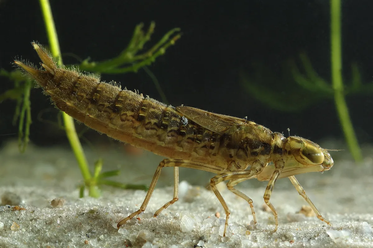 aquatic insects