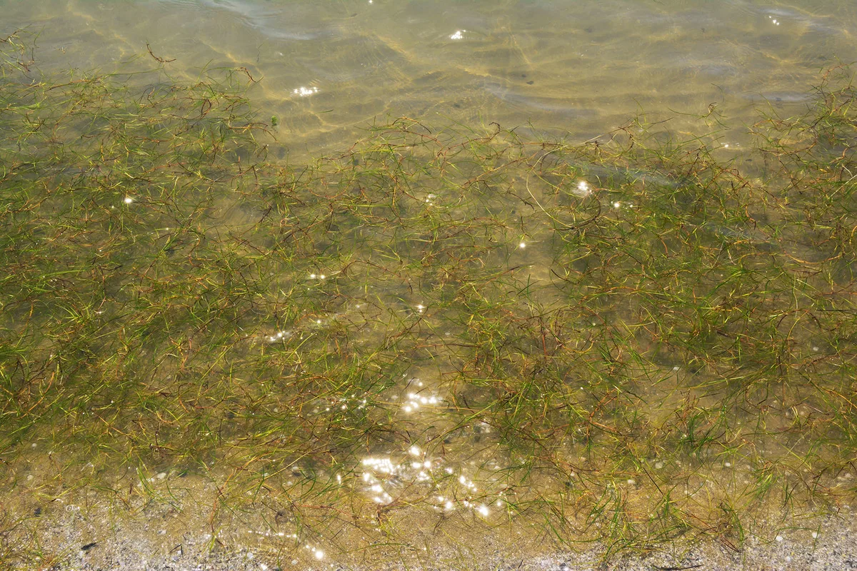 Aquatic Plants (pondweed, algae)