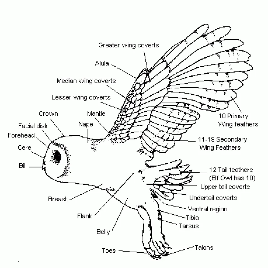 Arterial adaptations