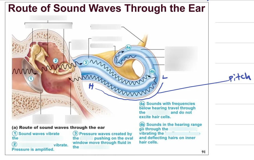 auditory localization