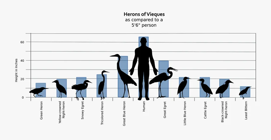Average Standing Height