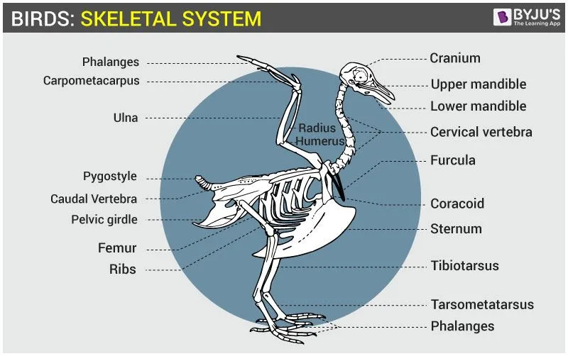 avian anatomy