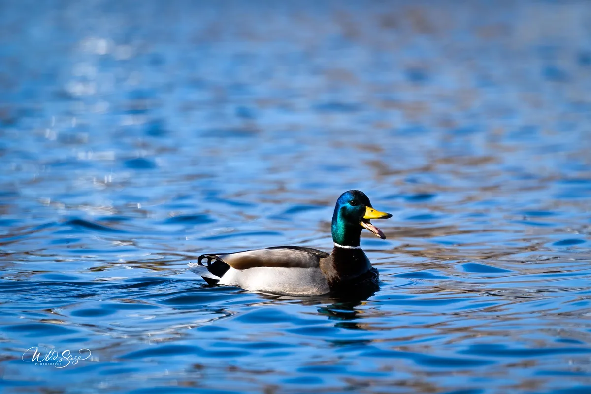 Avian behavior