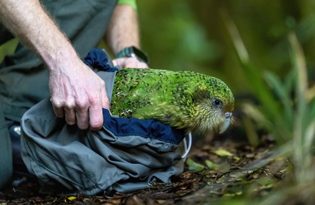 Avian conservation
