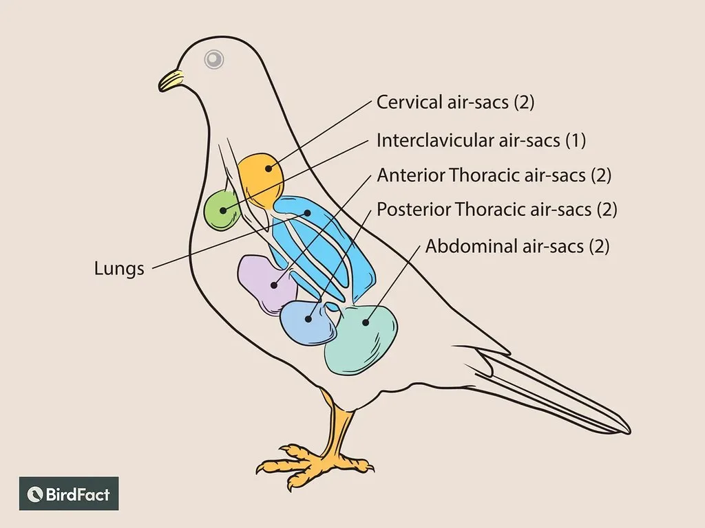 avian respiration