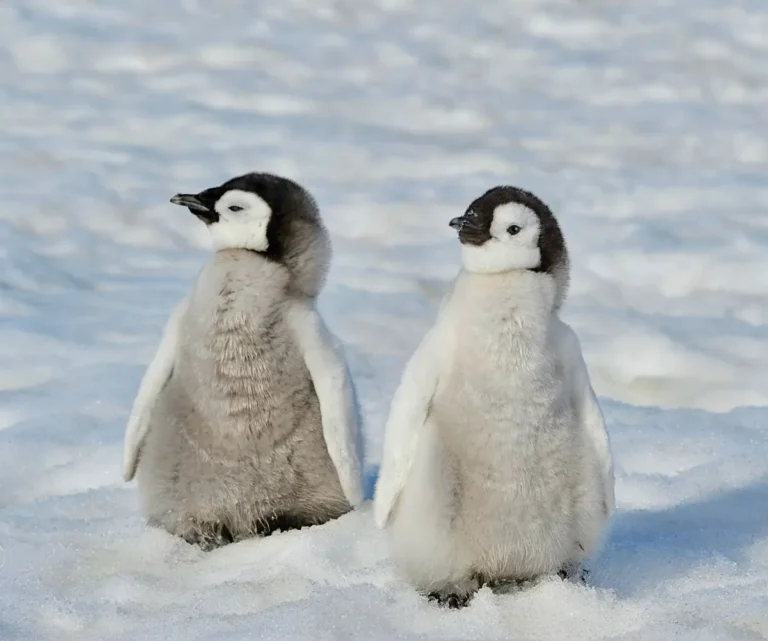baby penguins