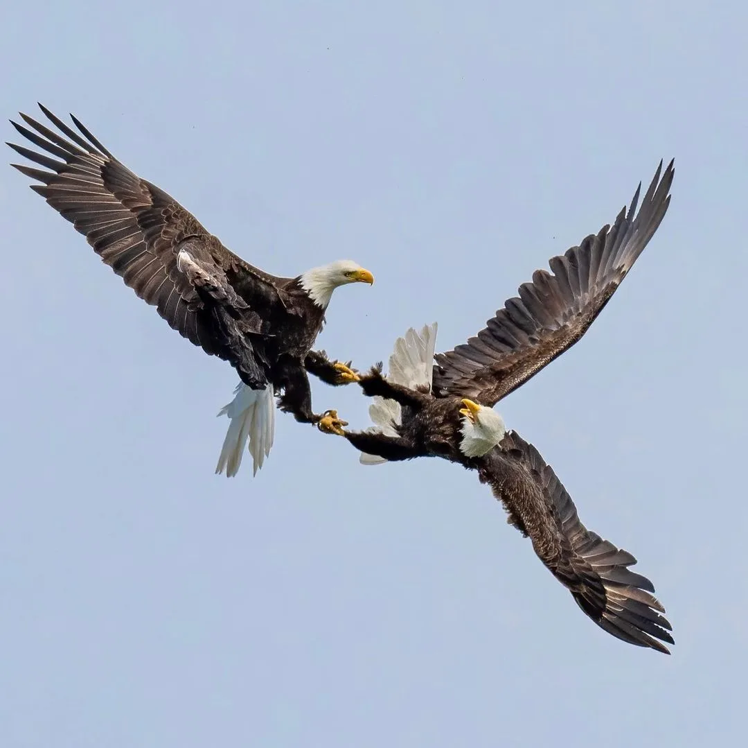 bald eagle courtship