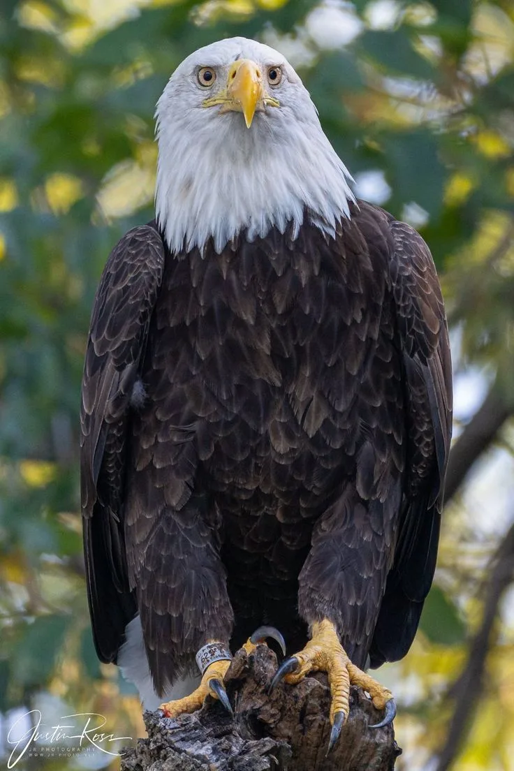 bald eagle facts