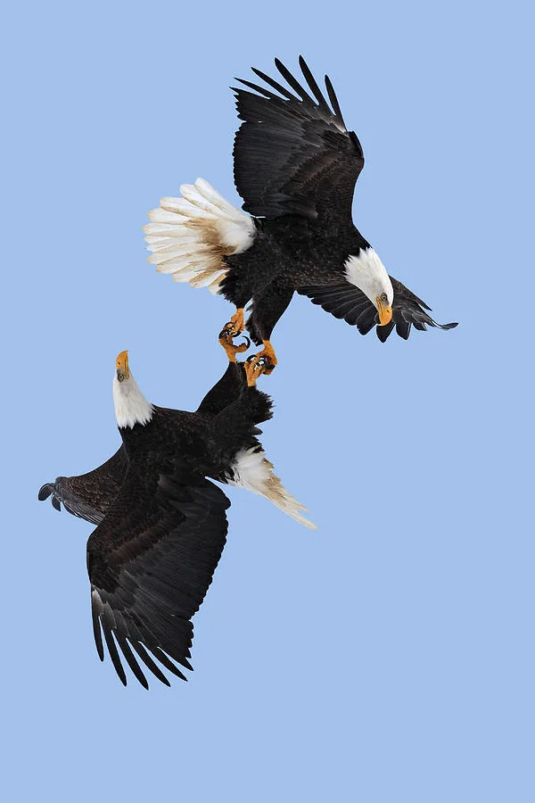 bald eagle mating