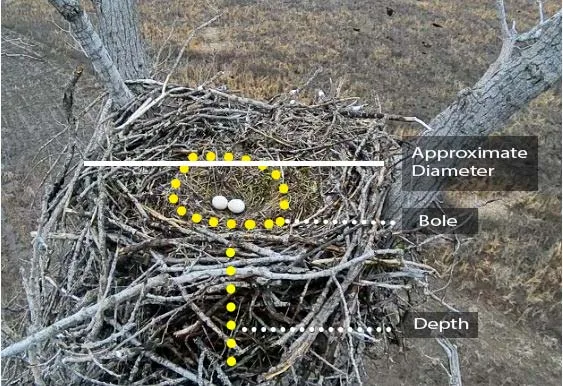 Bald Eagle Nest Dimensions