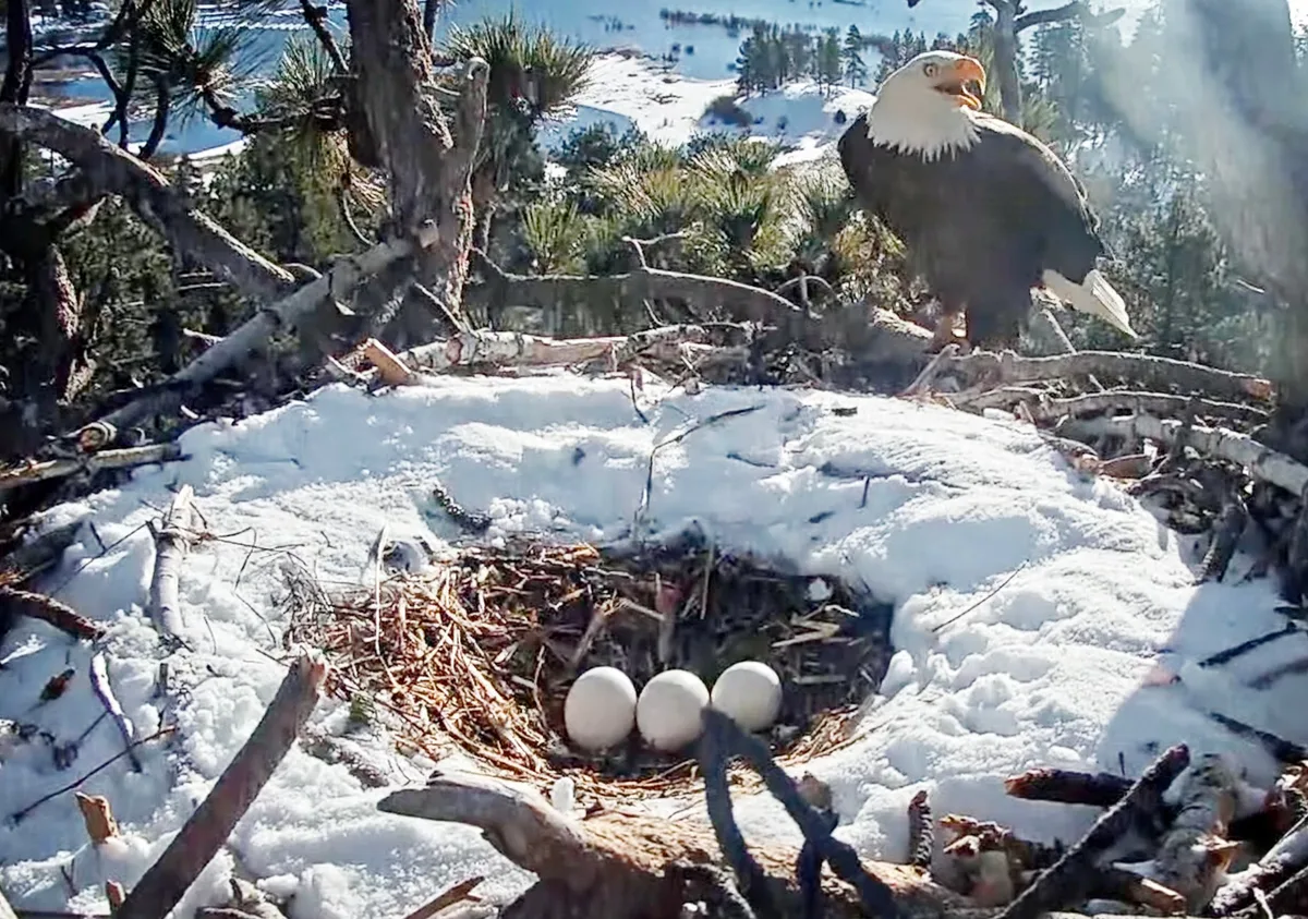 bald eagle nesting behavior