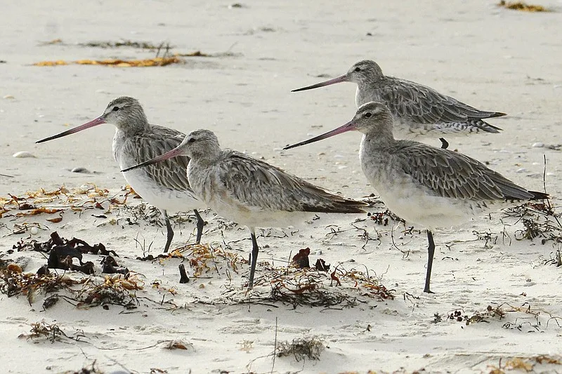 Bar-tailed Godwit