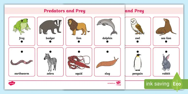 Barn Owl's Favorite Meals: The Rodent Report