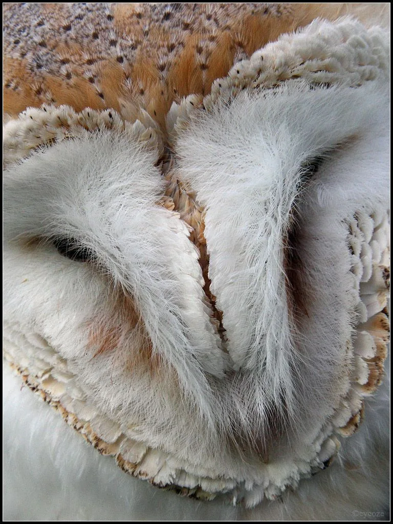 barn owl sensory foraging