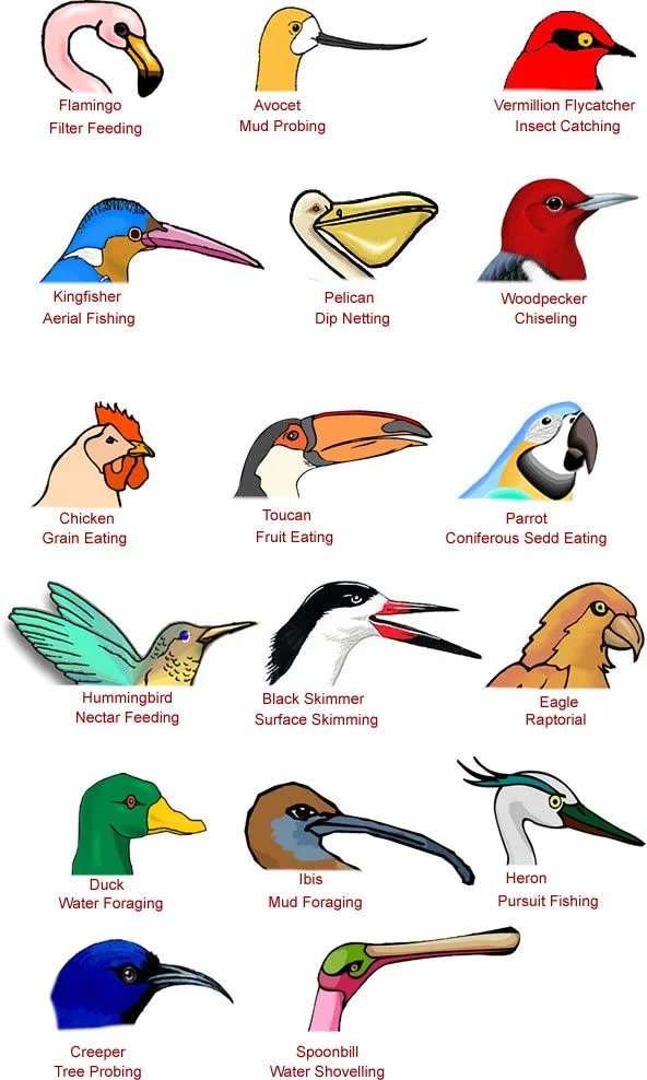 beak morphology