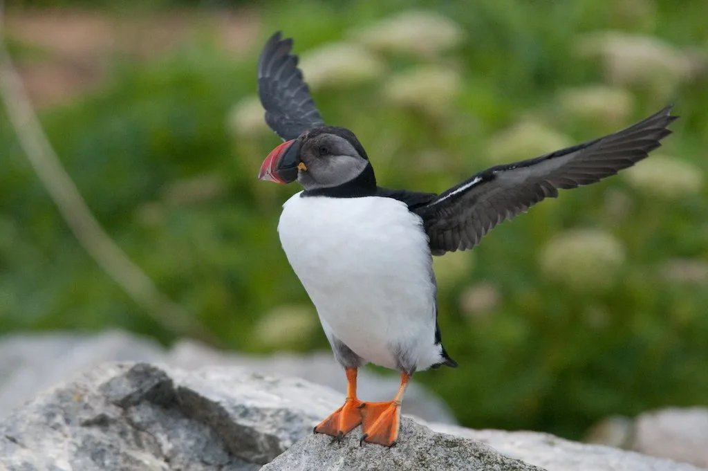 Beak Shedding