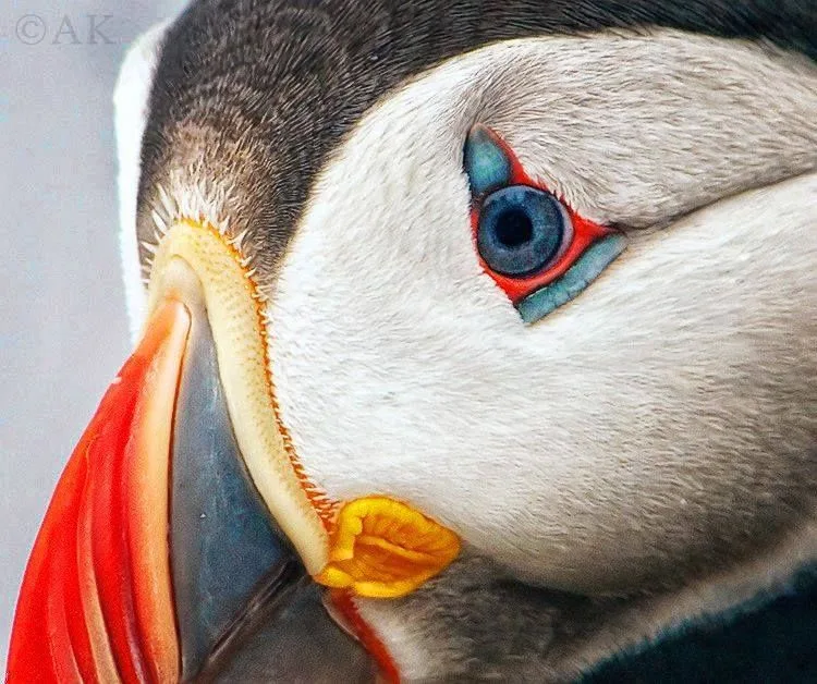 Beaks Built for the Buffet