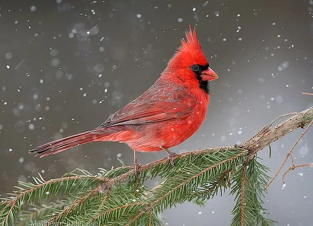 beautiful birds