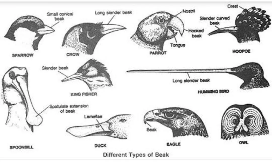 Bill Morphology