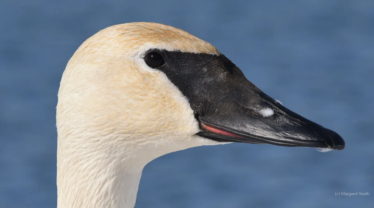 Bills and Plumage: Color and Characteristics