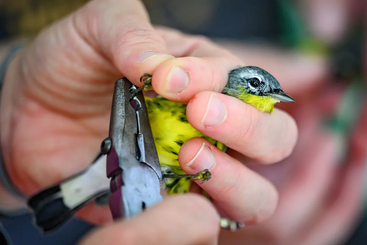 bird banding