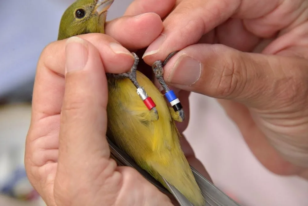 Bird Banding