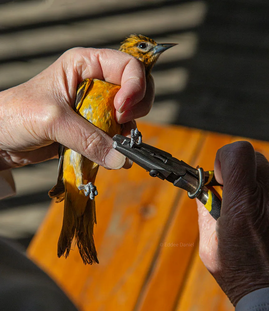 bird banding studies