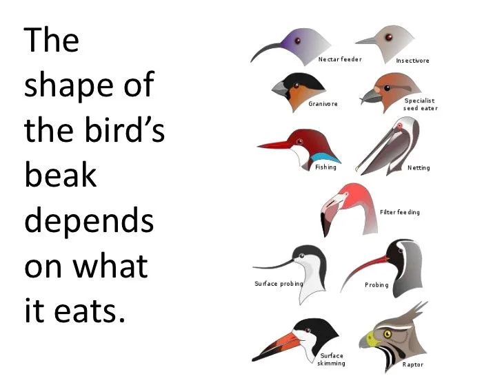 bird beak adaptations