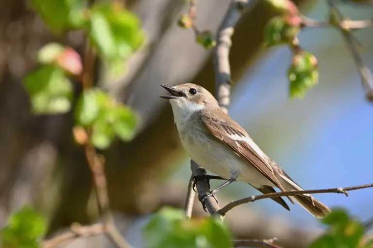 bird communication methods